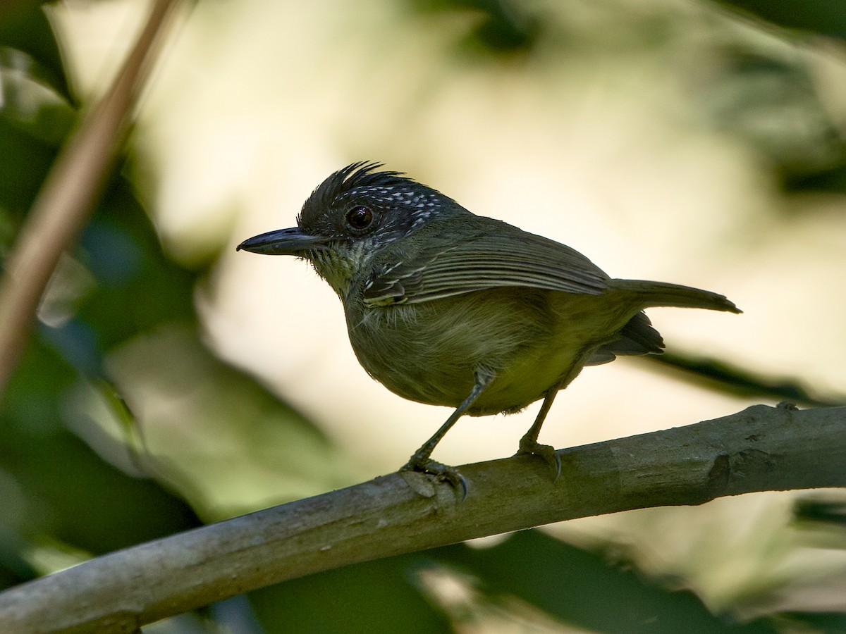 Spot-breasted Antvireo - ML641943850