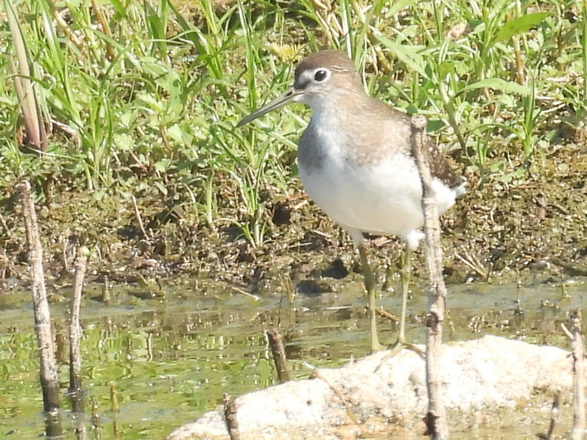 Solitary Sandpiper - ML641943851