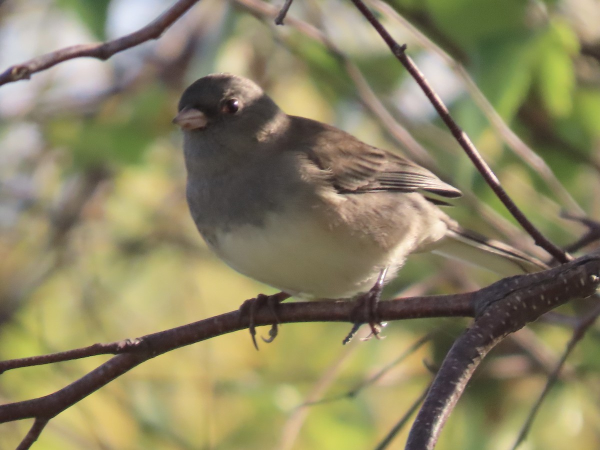 Dark-eyed Junco - ML641943871