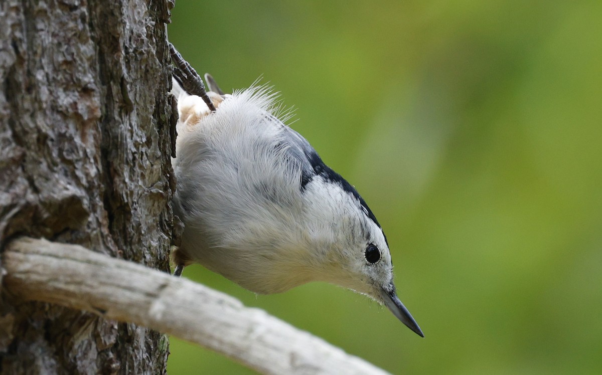 White-breasted Nuthatch - ML641943879