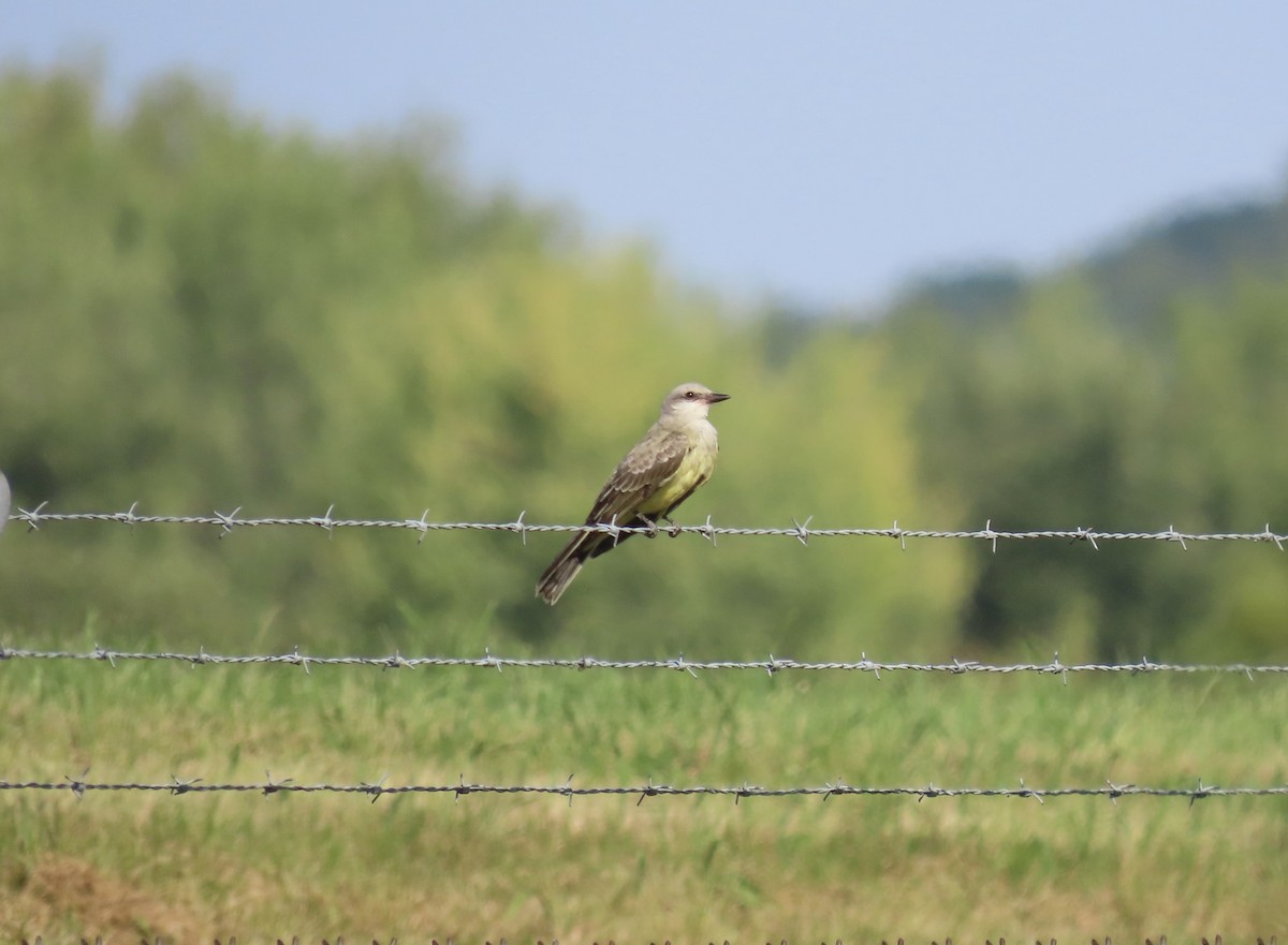 Western Kingbird - ML641943887