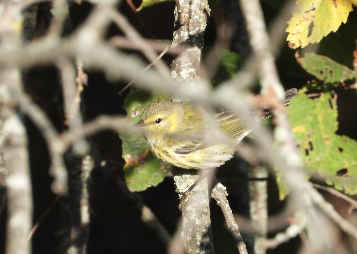 Cape May Warbler - ML641943890