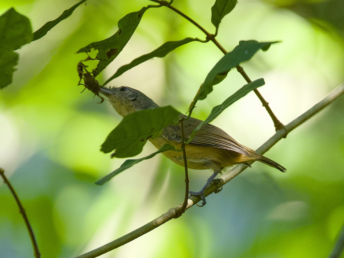 Unicolored Antwren - ML641943896