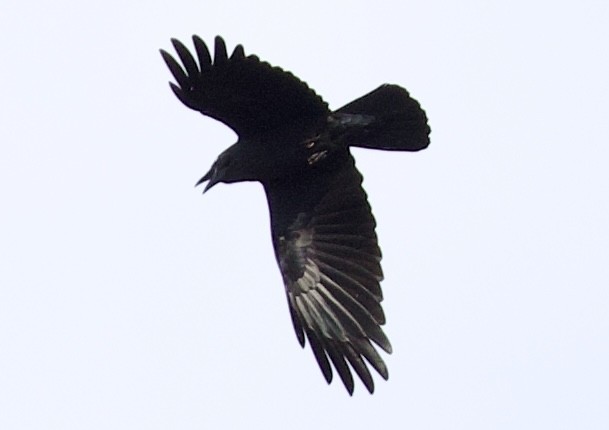 Australian Raven - ML641943902