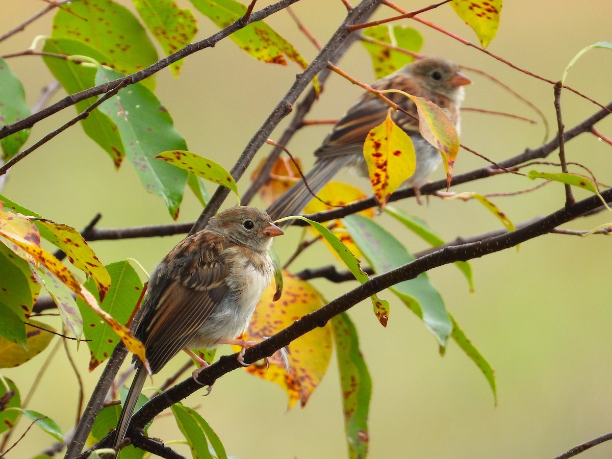 Field Sparrow - ML641943950
