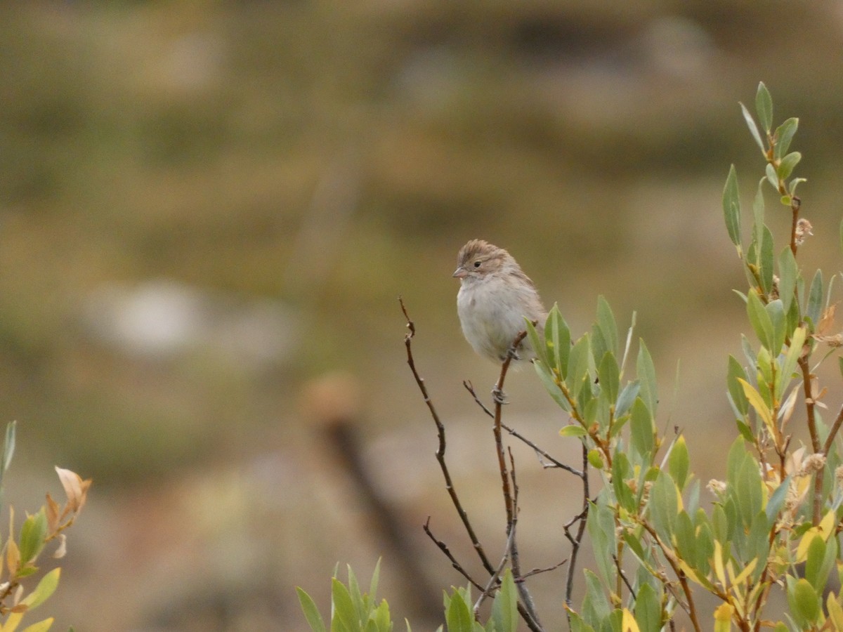 Brewer's Sparrow - ML641943951