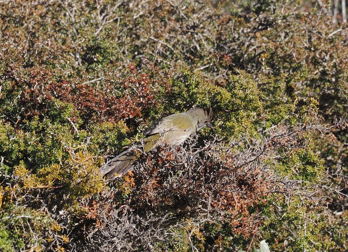 Western Whipbird - ML641943953