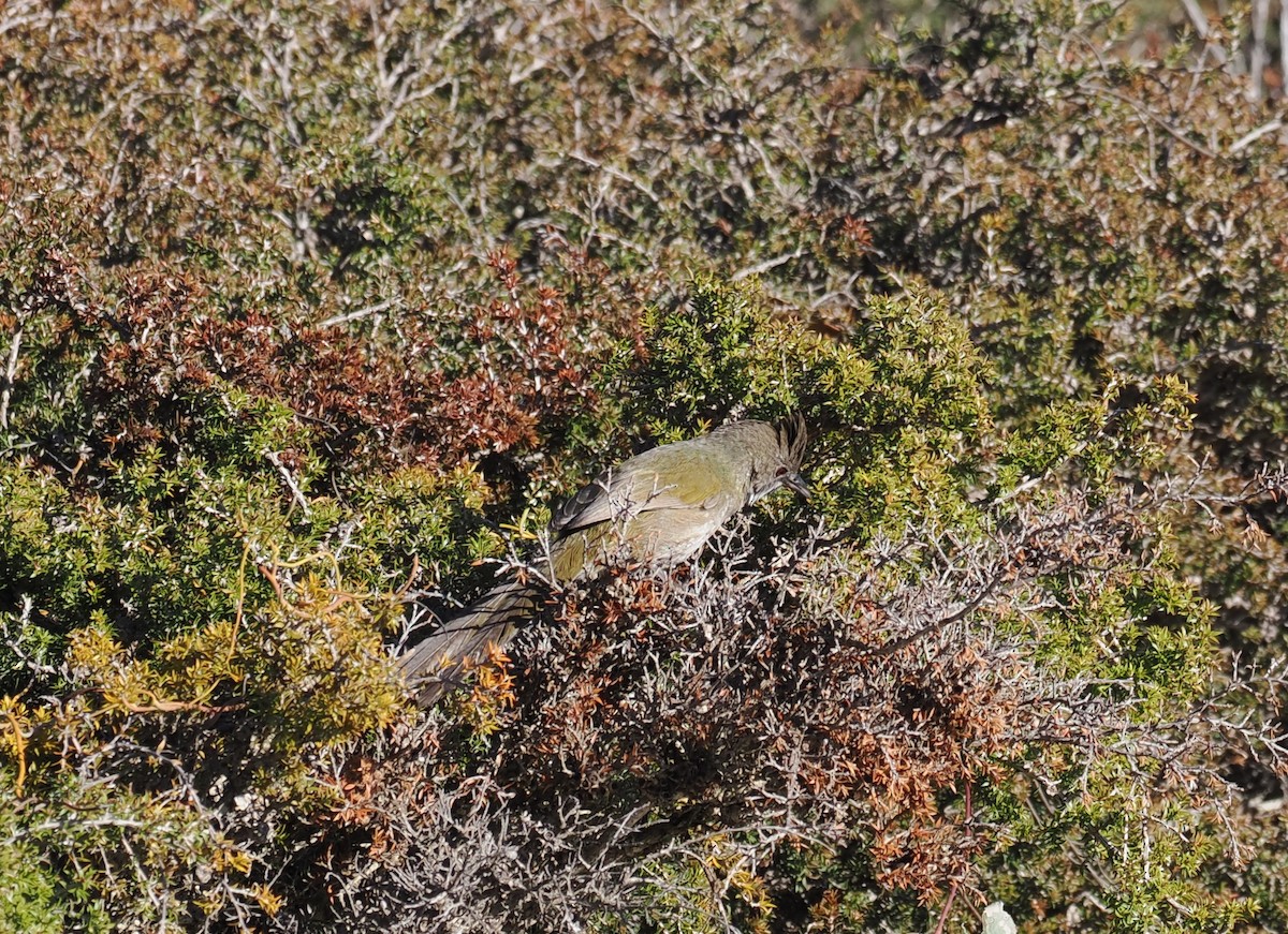 Western Whipbird - ML641943954
