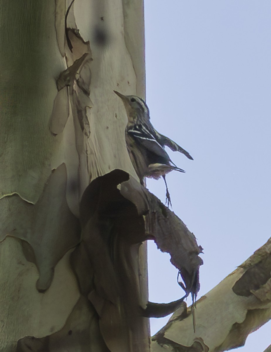 Black-and-white Warbler - ML641943964