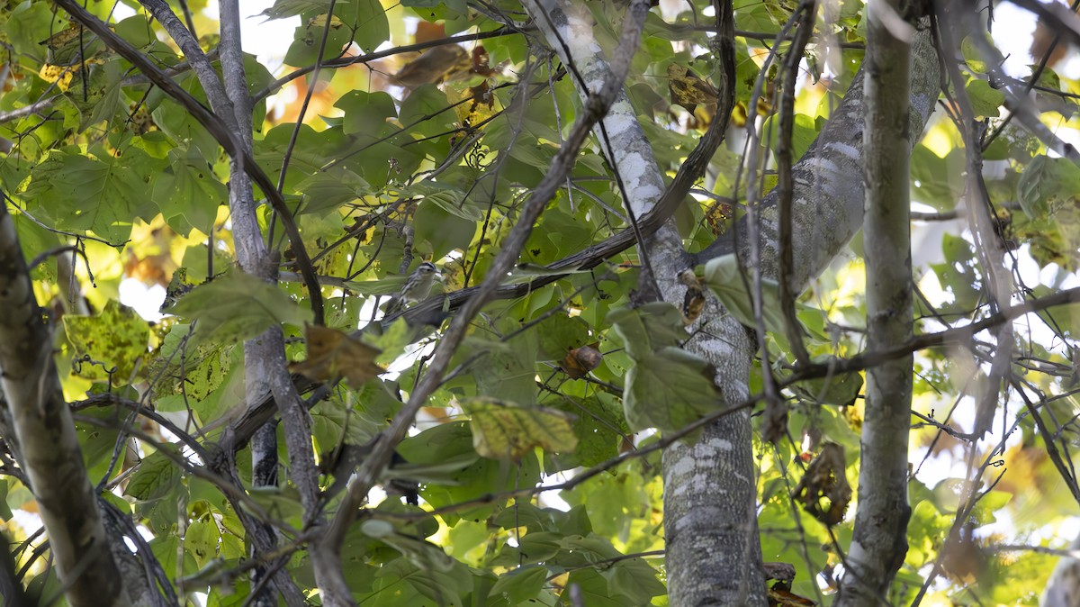Black-and-white Warbler - ML641943965
