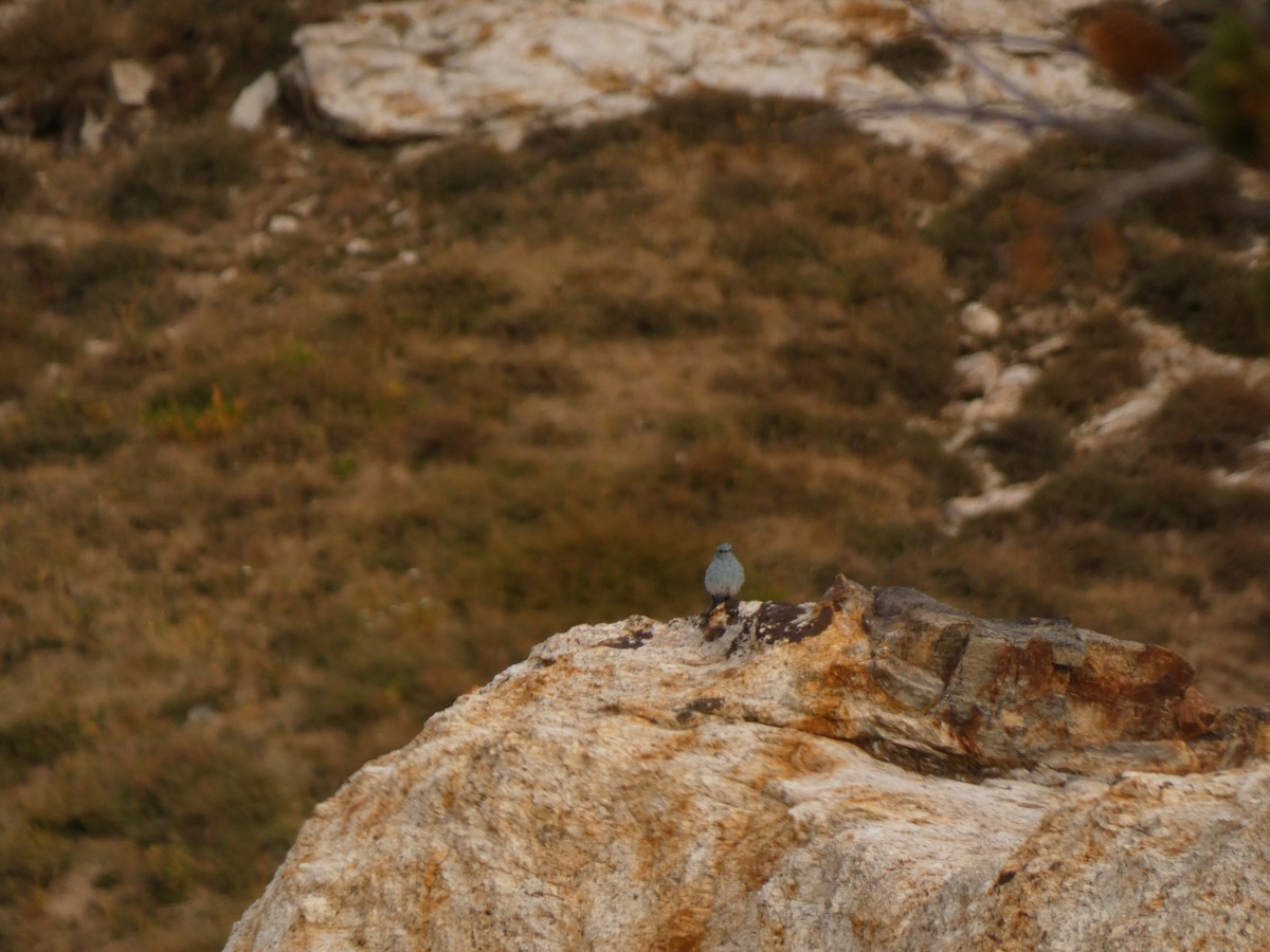 Mountain Bluebird - ML641943973