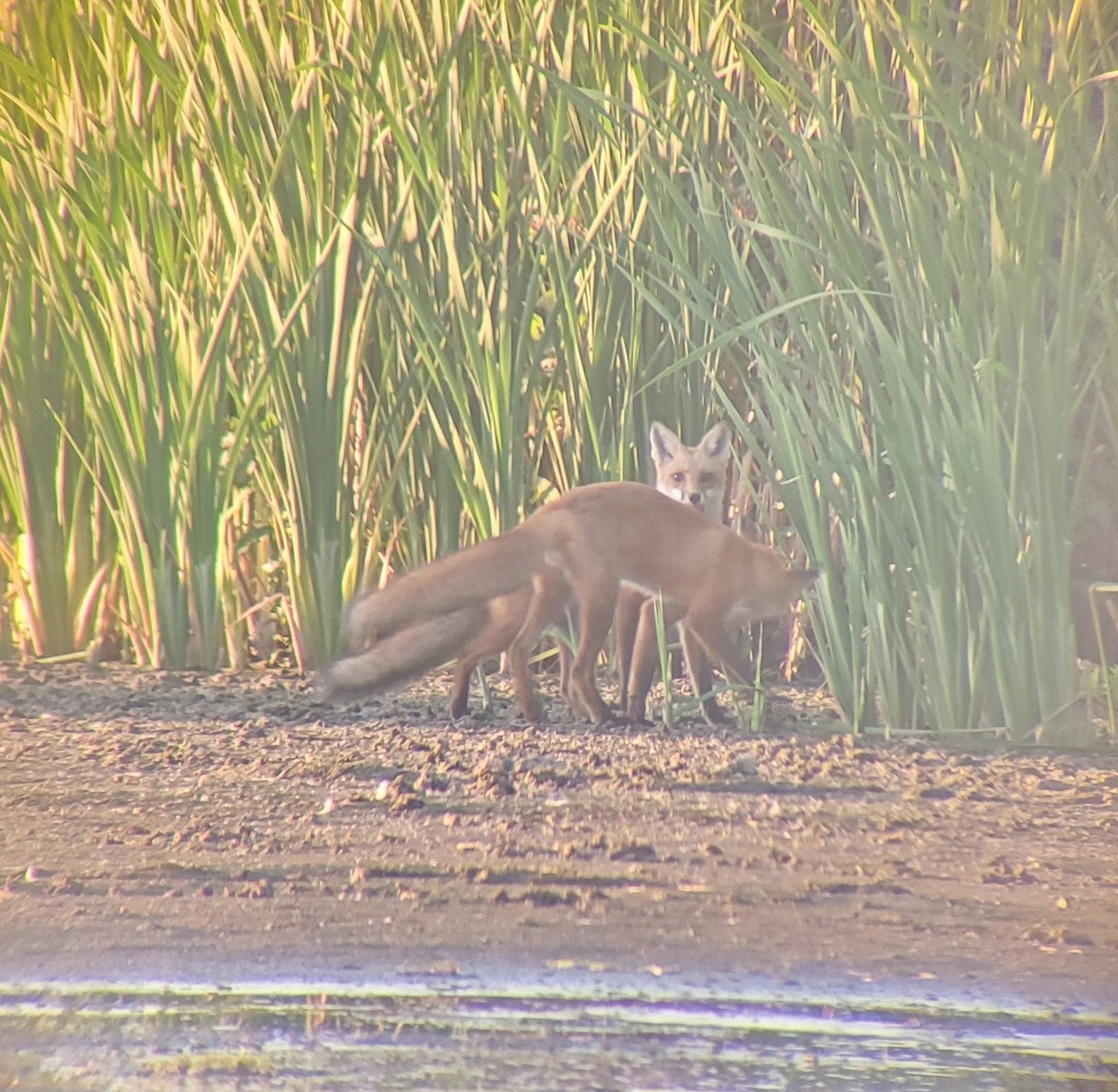 Red Fox - ML641943974