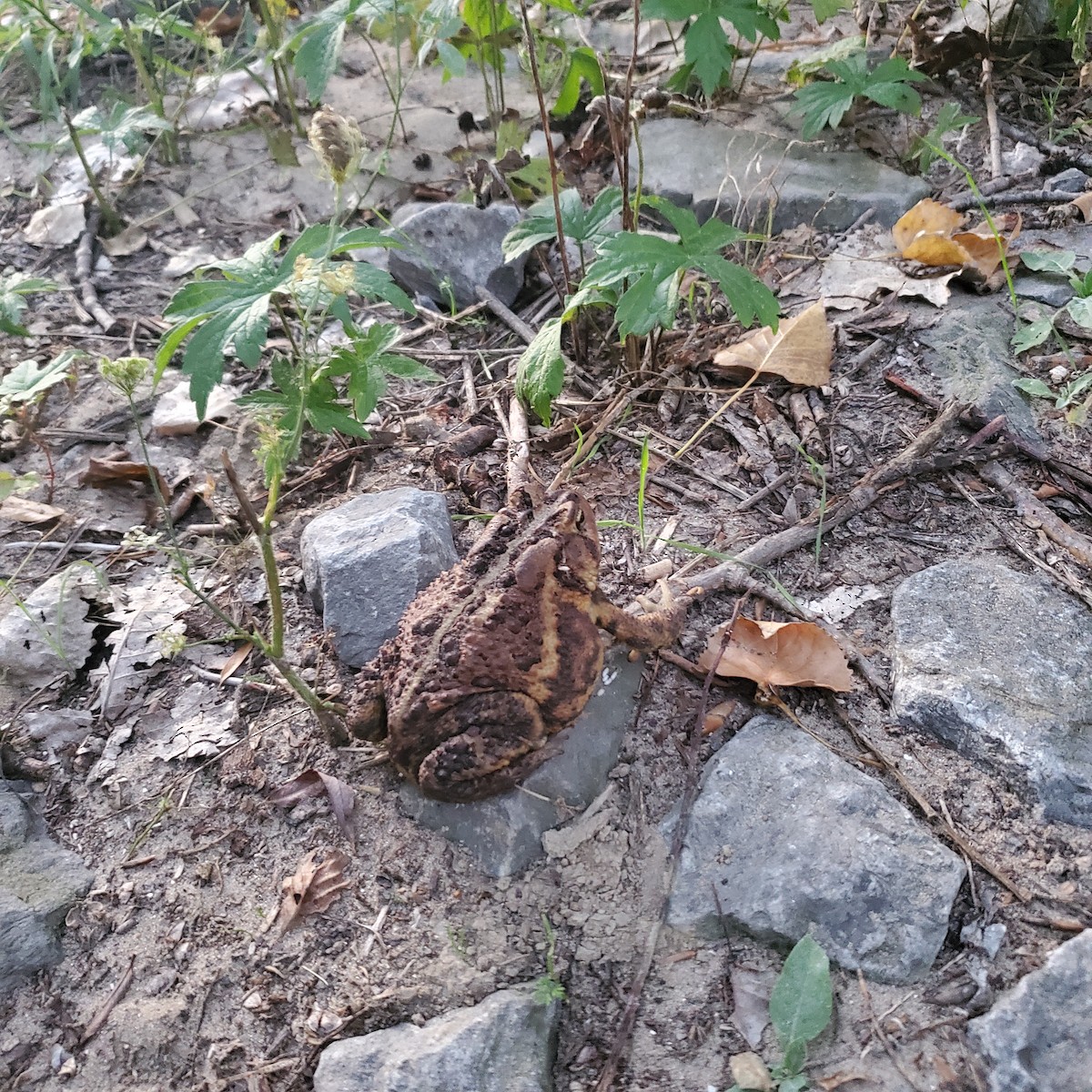 Amphibians - ML641943975