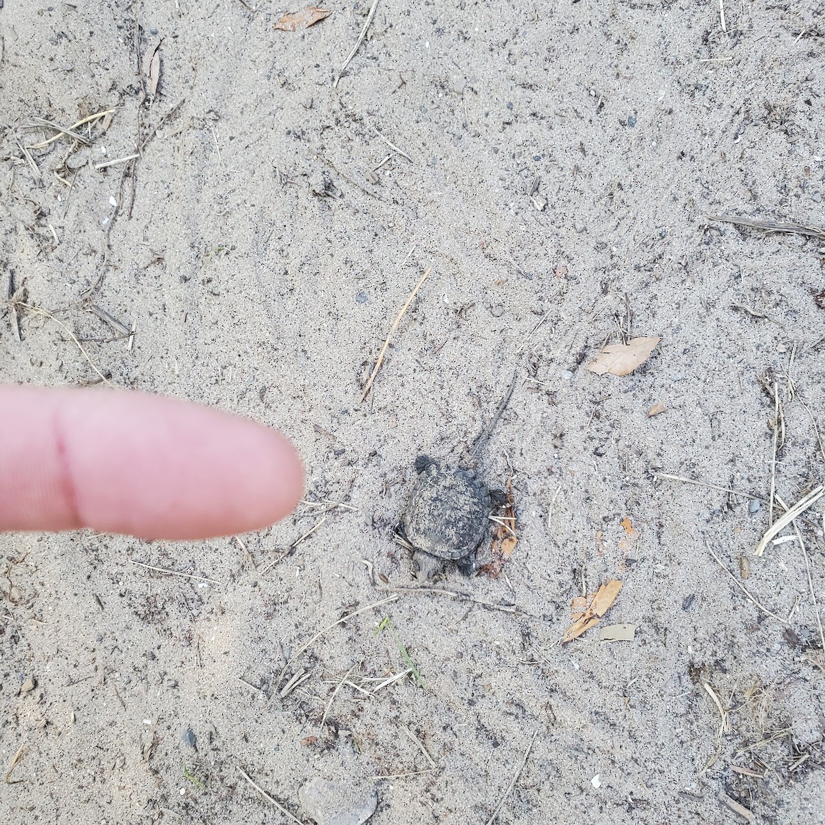 Common Snapping Turtle - ML641943976