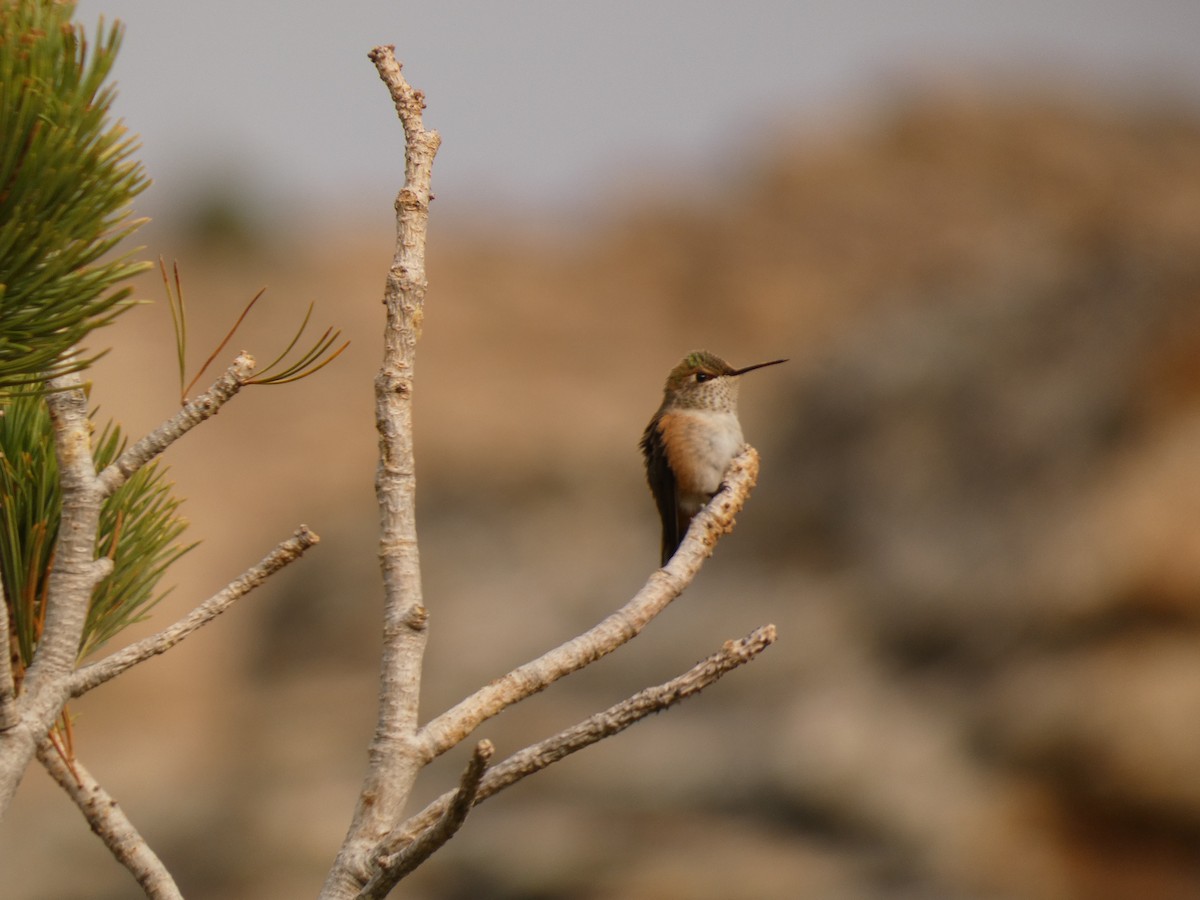 Rufous Hummingbird - ML641943979