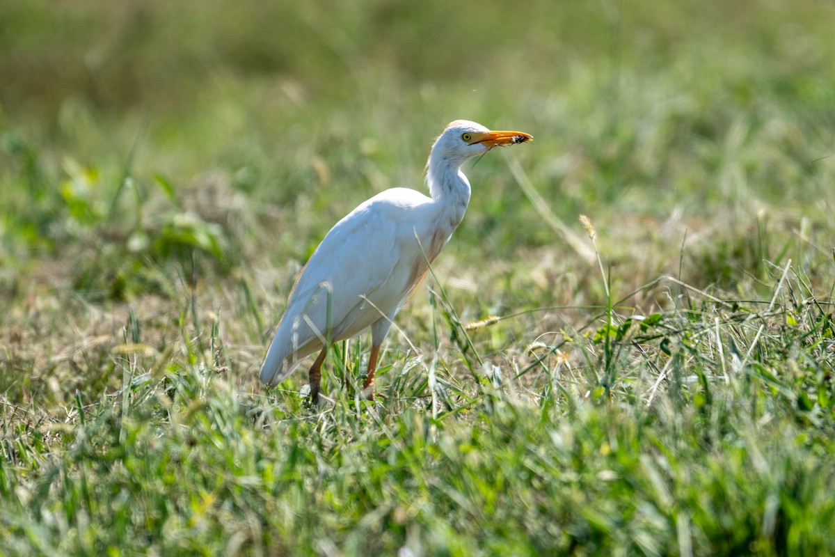 Western Cattle-Egret - ML641943985
