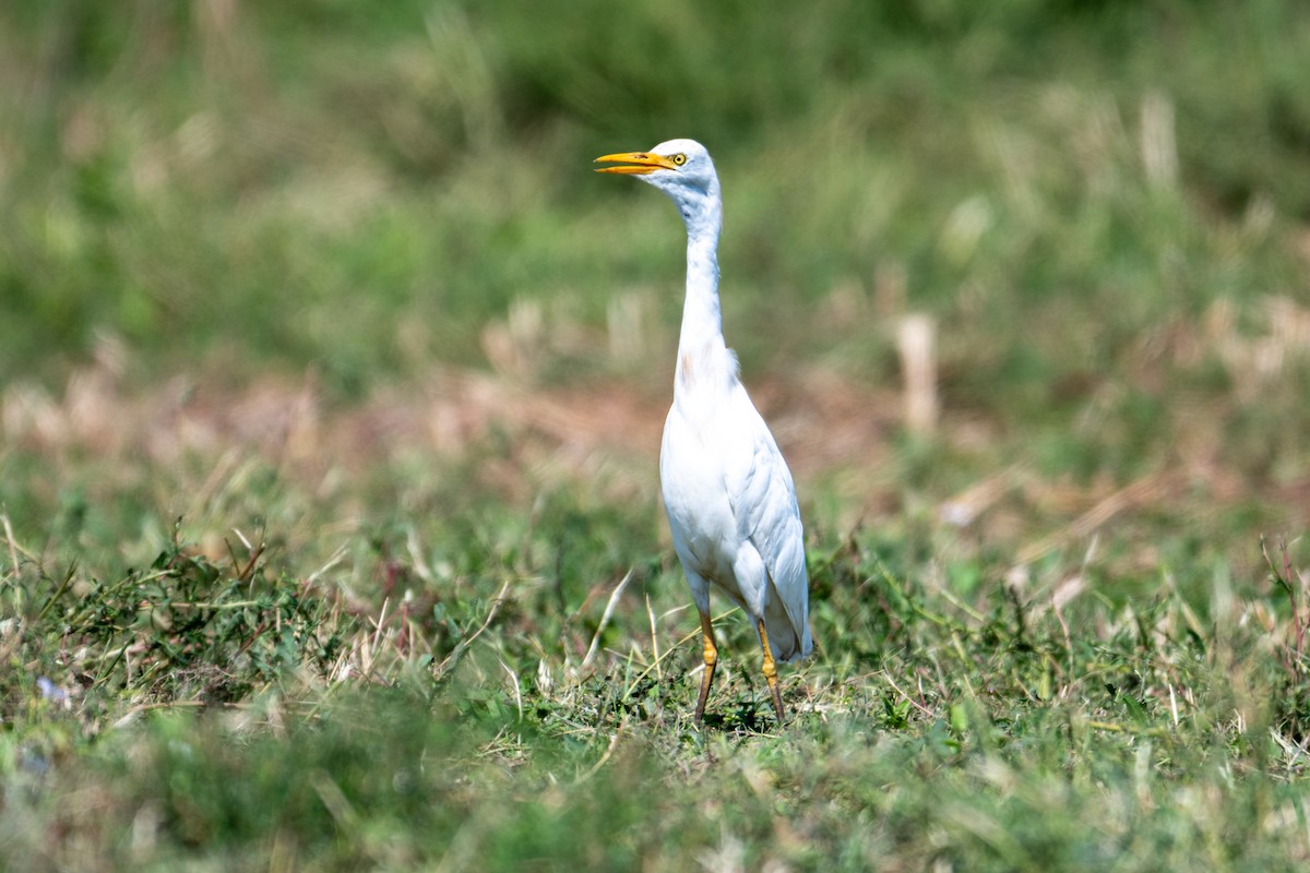 Western Cattle-Egret - ML641943986
