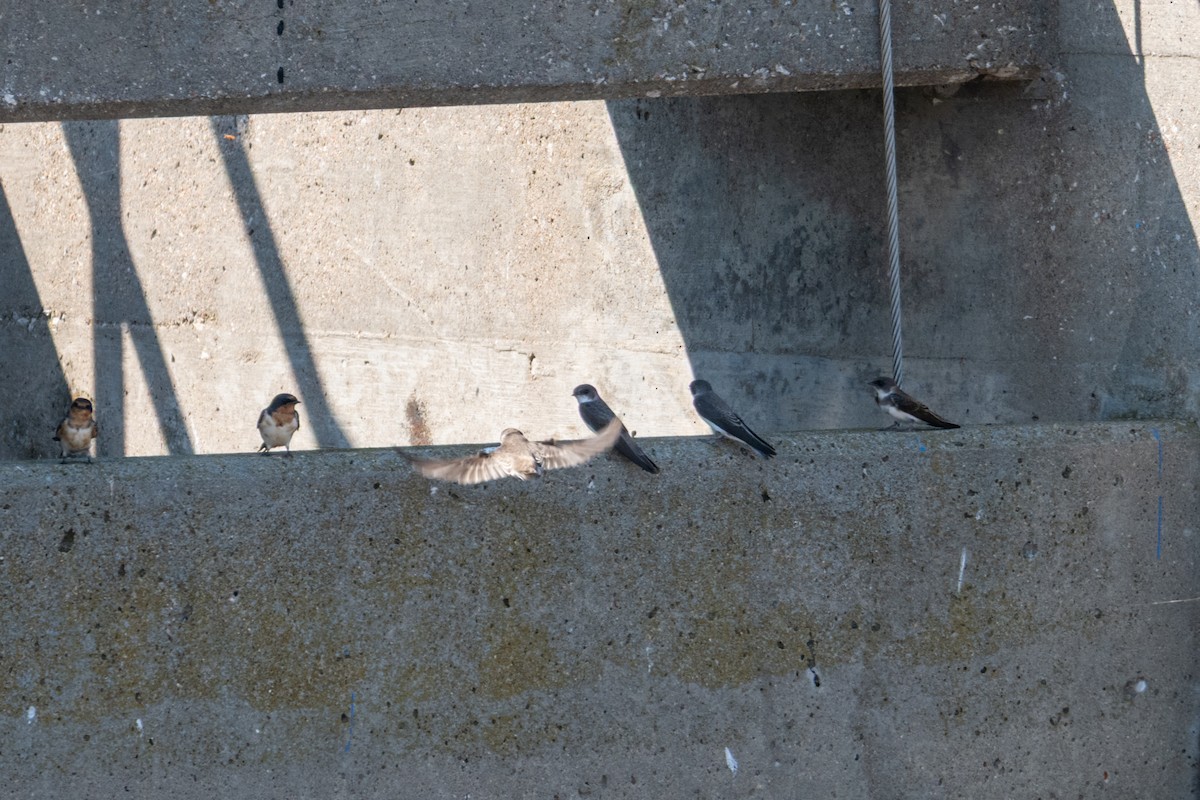 Bank Swallow - ML641944008