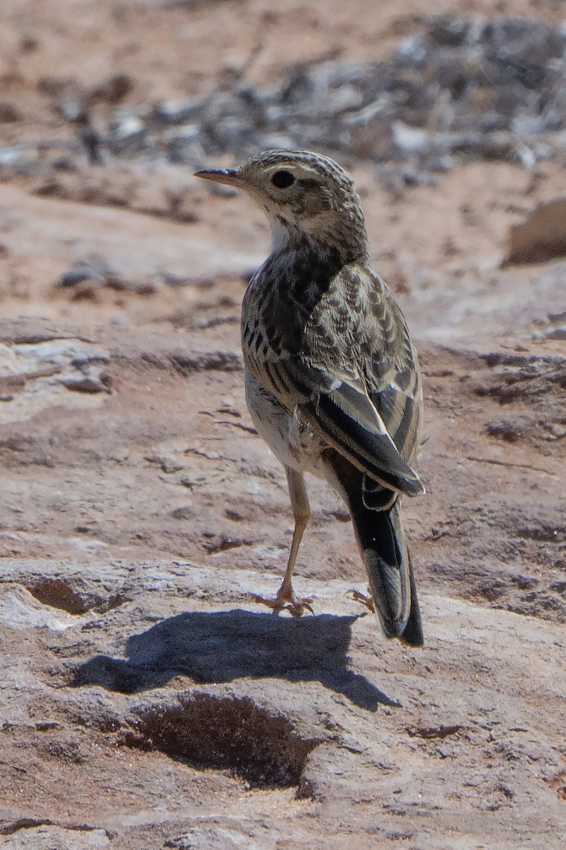 Australian Pipit - ML641944010