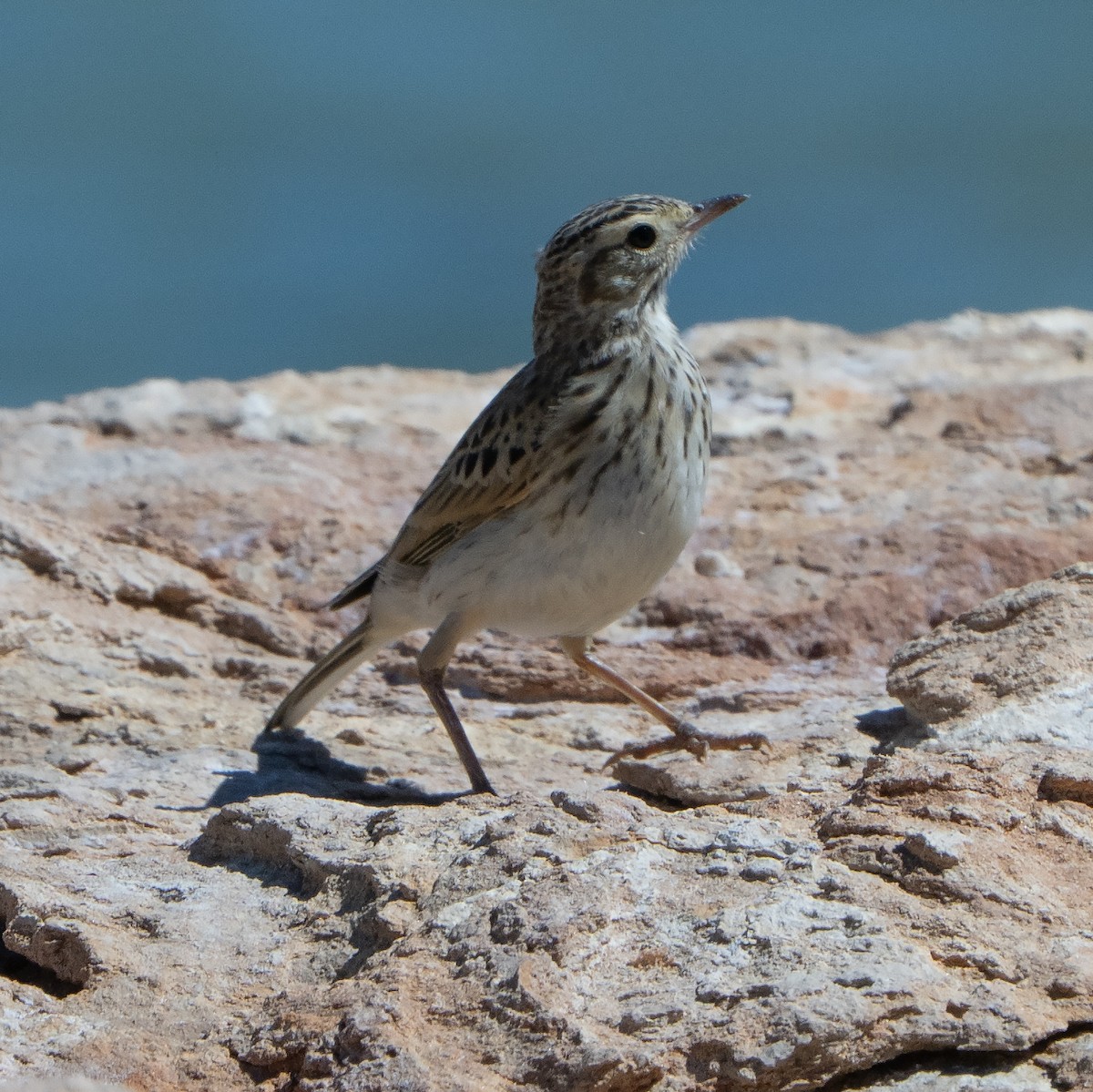 Australian Pipit - ML641944011