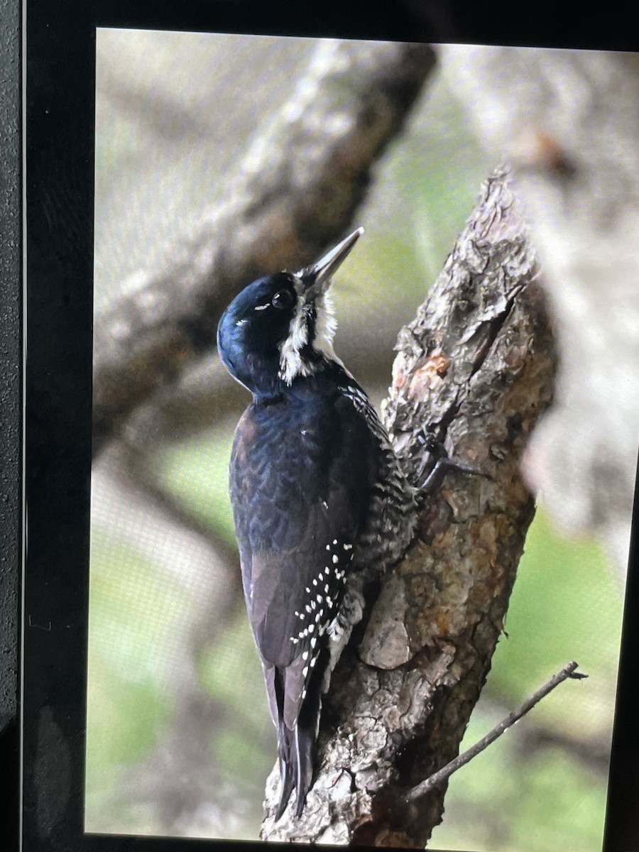 Black-backed Woodpecker - ML641944014