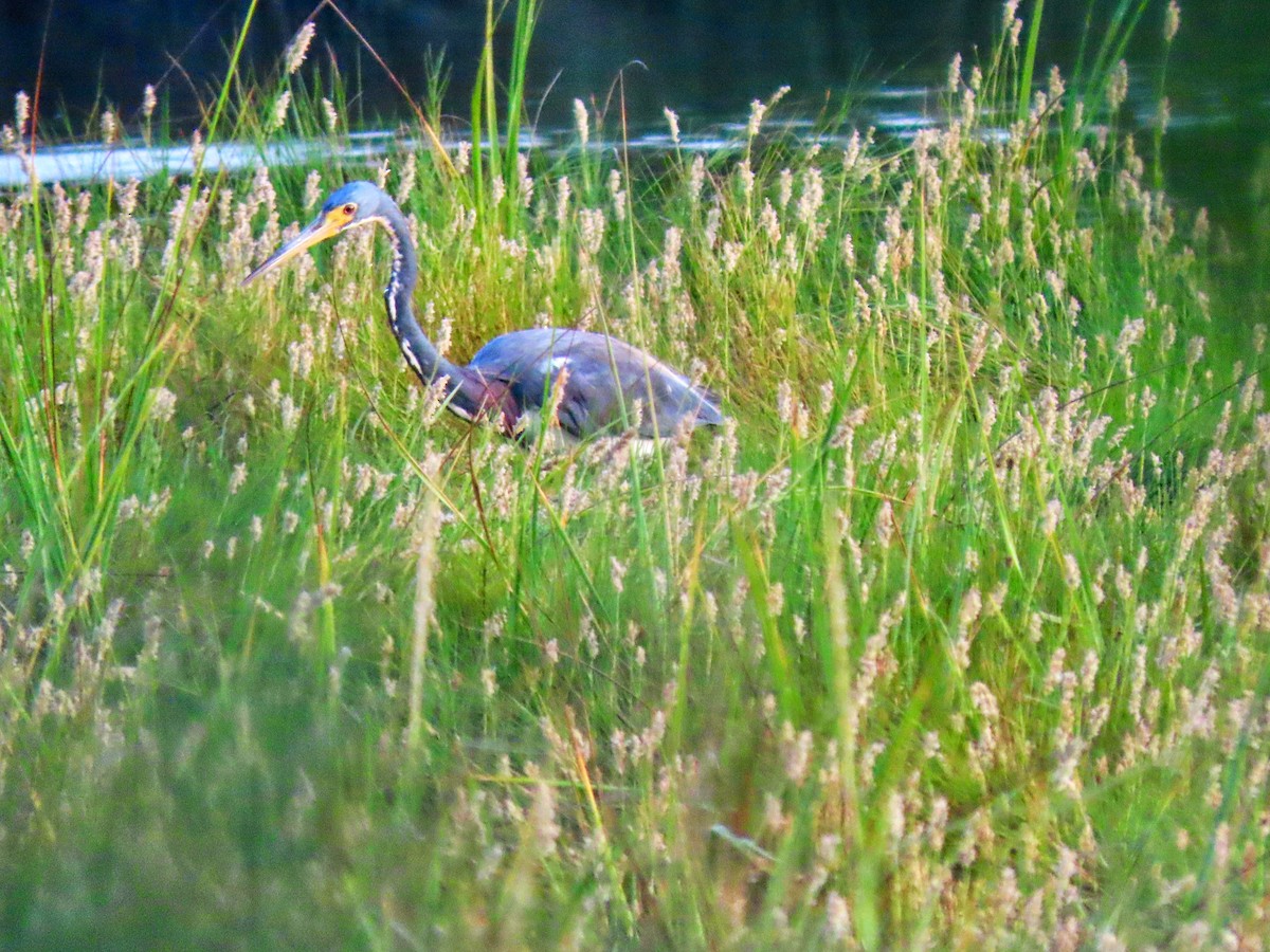 Tricolored Heron - ML641944020
