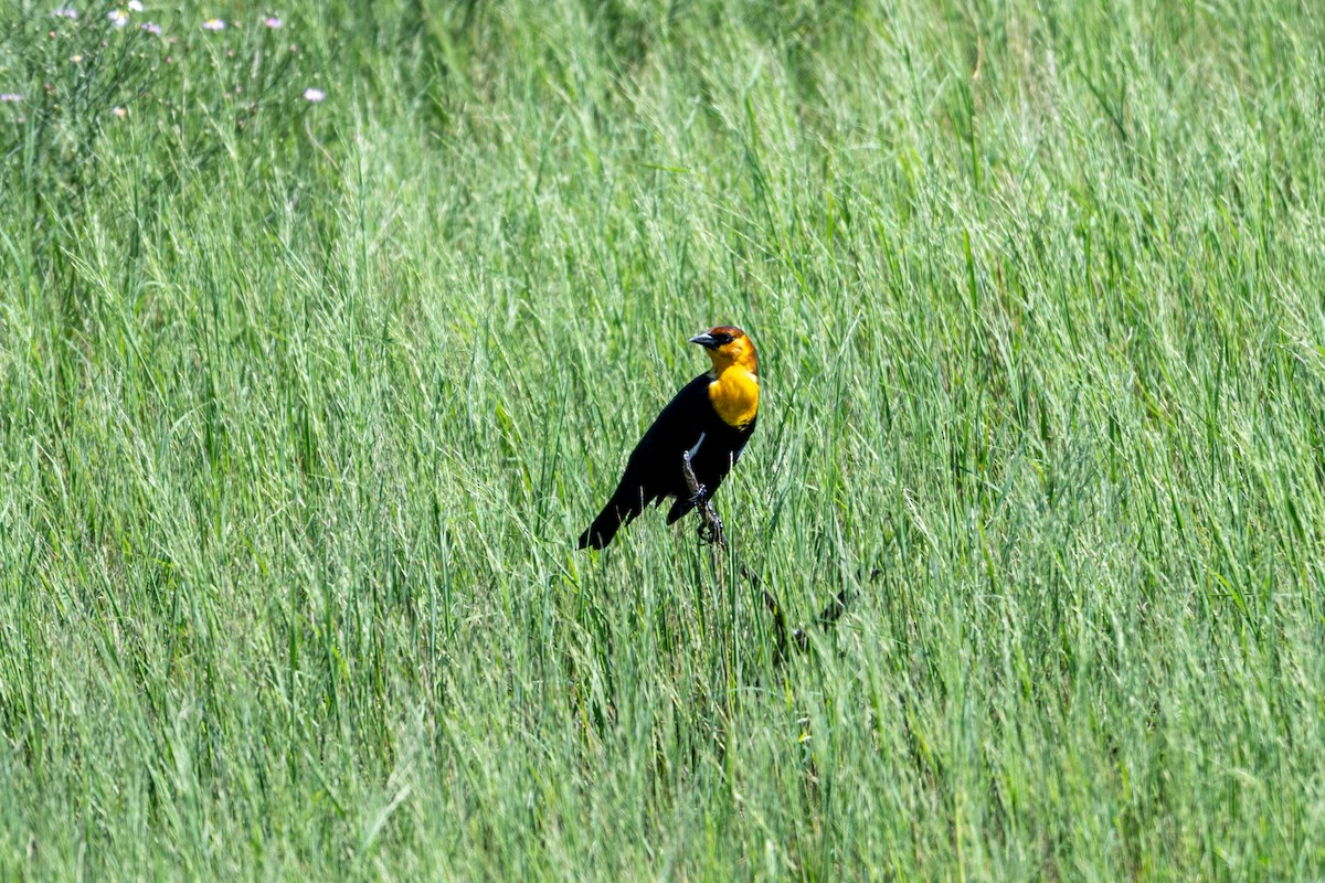 Yellow-headed Blackbird - ML641944038
