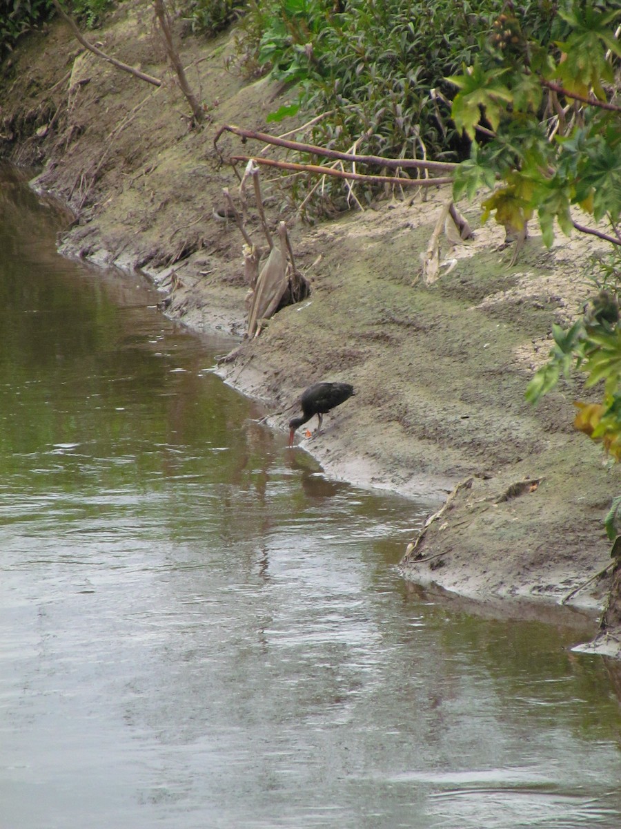 Ibis Afeitado - ML641944054