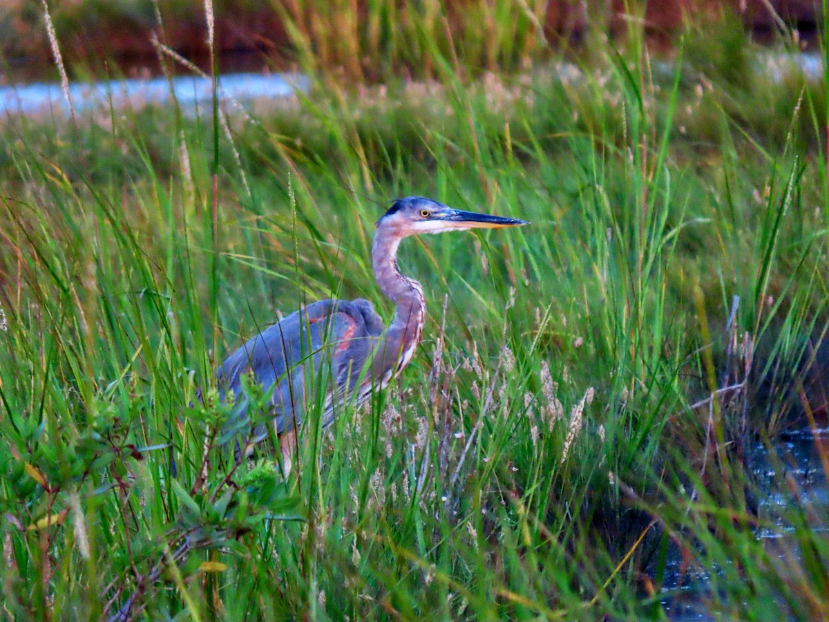 Great Blue Heron - ML641944055
