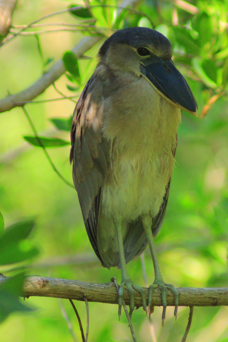 Boat-billed Heron - ML641944081