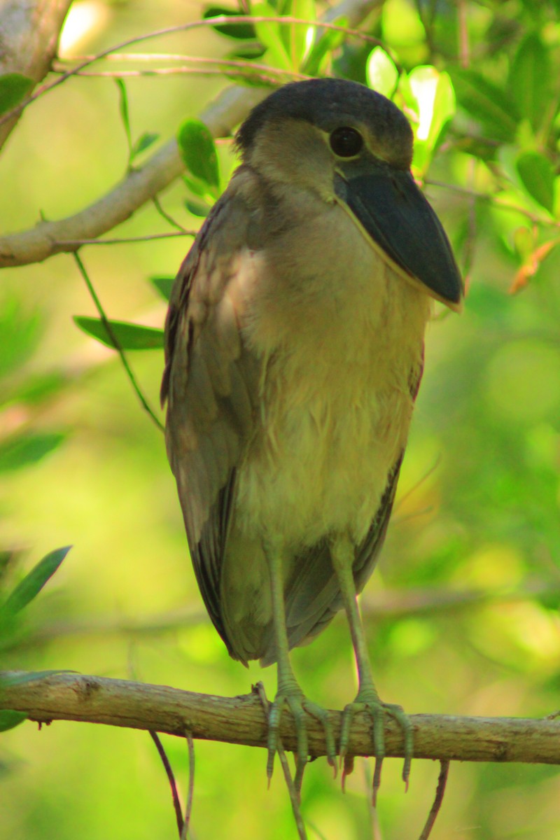 Boat-billed Heron - ML641944082