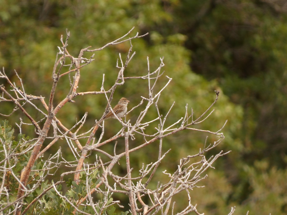 Chipping Sparrow - ML641944083