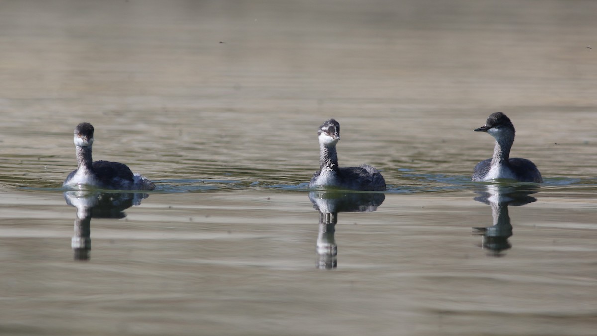Eared Grebe - ML641944086