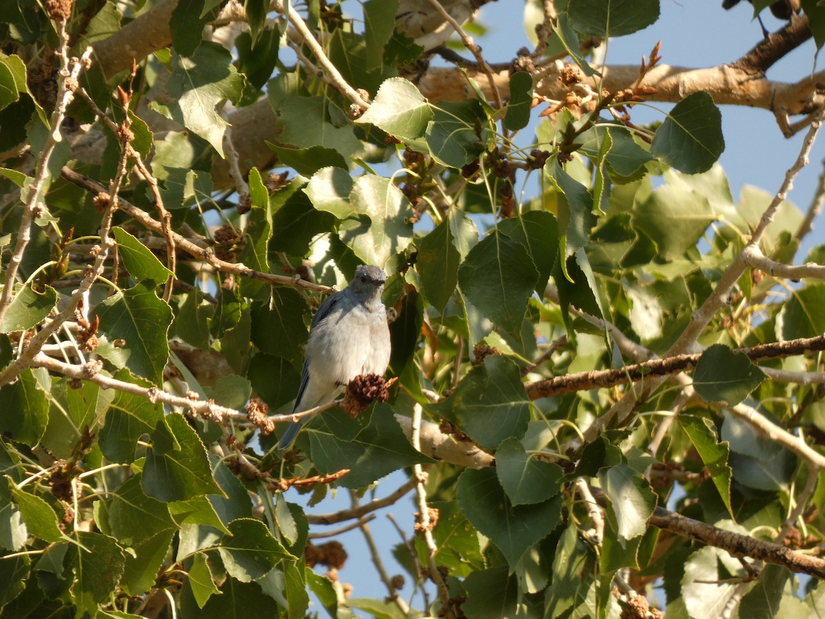 Mountain Bluebird - ML641944116