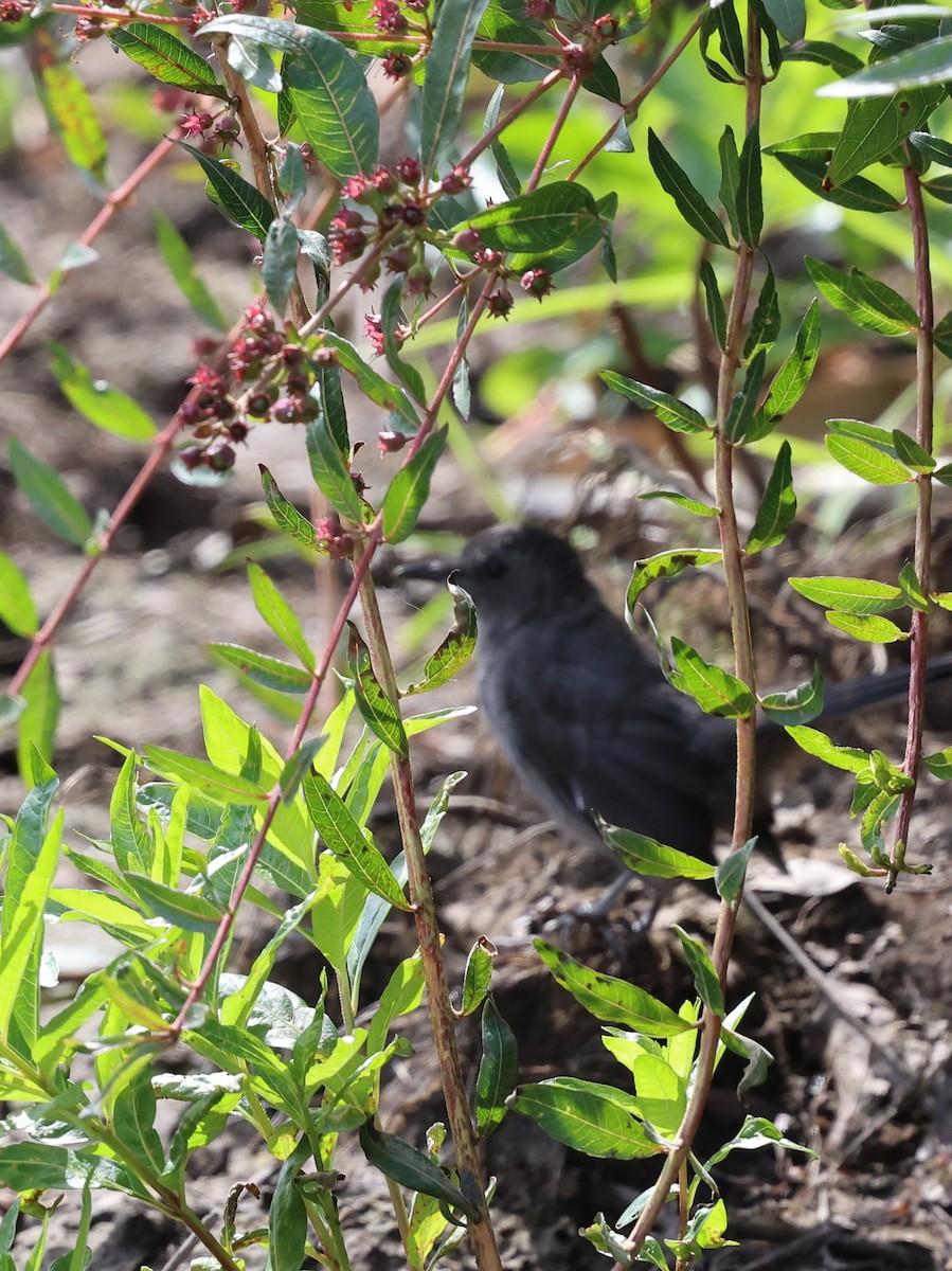 Gray Catbird - ML641944125