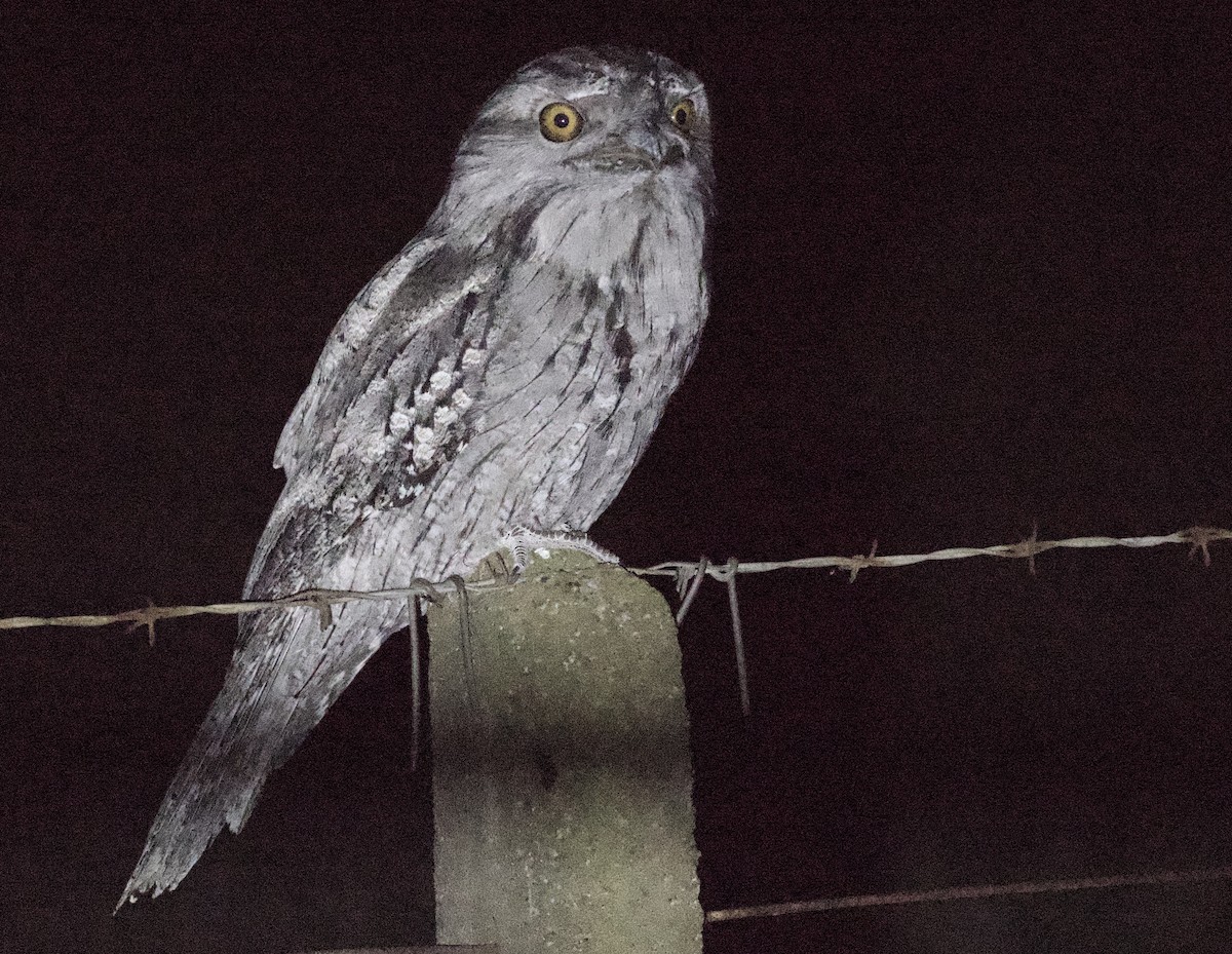 Tawny Frogmouth - ML641944128