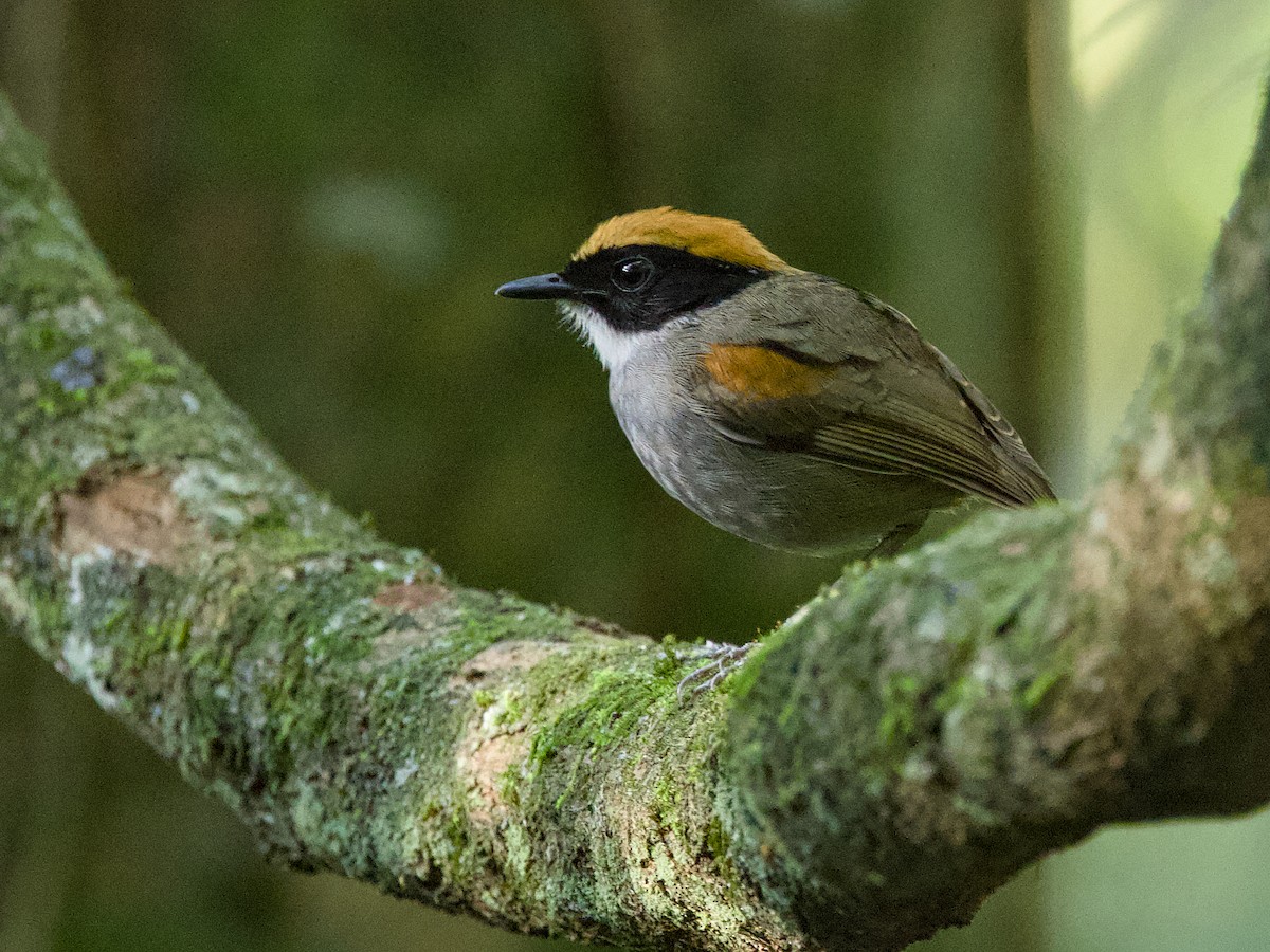 Black-cheeked Gnateater - ML641944159