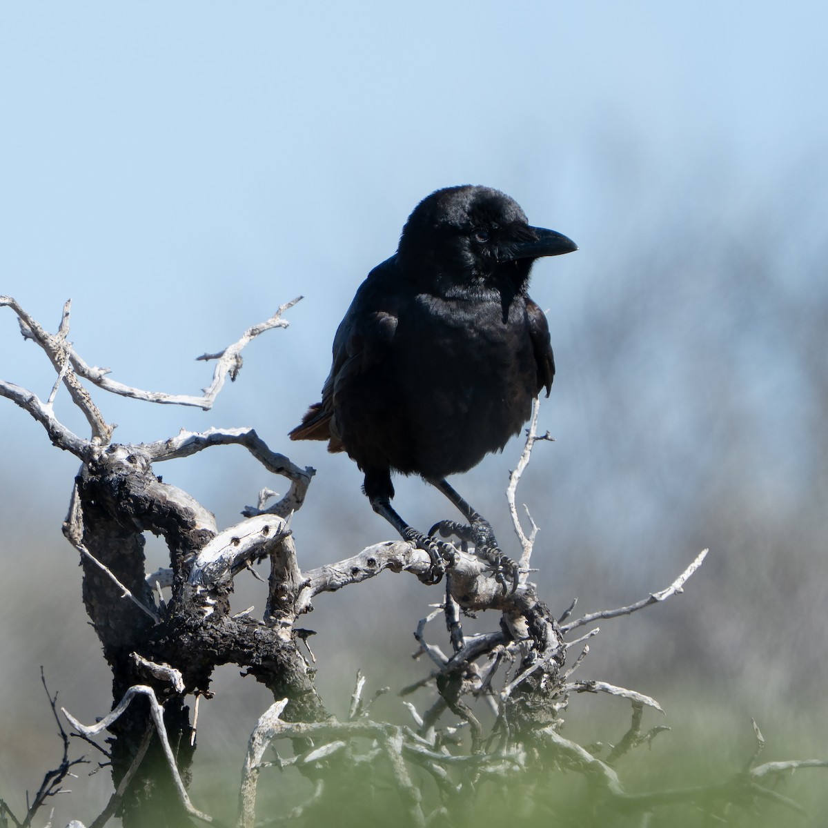 Torresian Crow - ML641944171