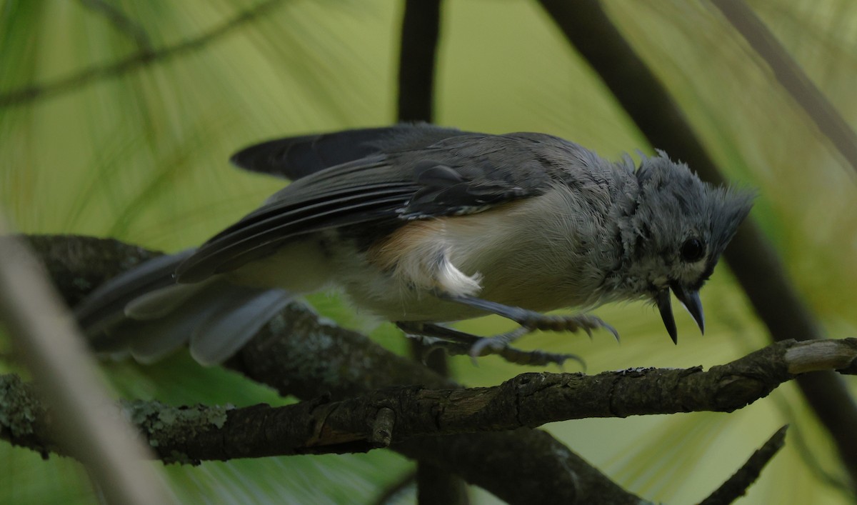 Tufted Titmouse - ML641944177