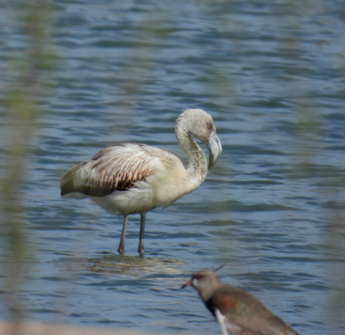 Chilean Flamingo - ML641944197