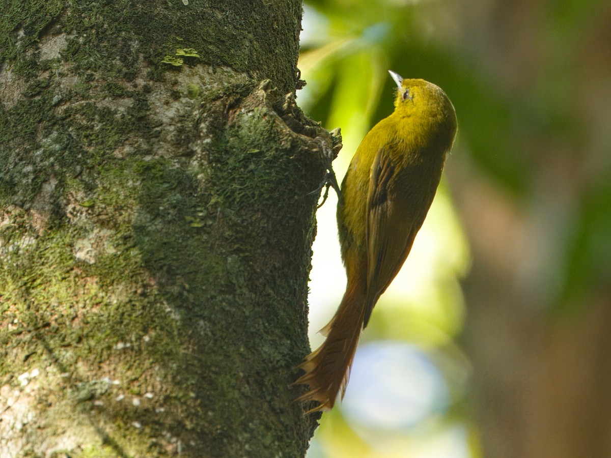 Olivaceous Woodcreeper - ML641944201