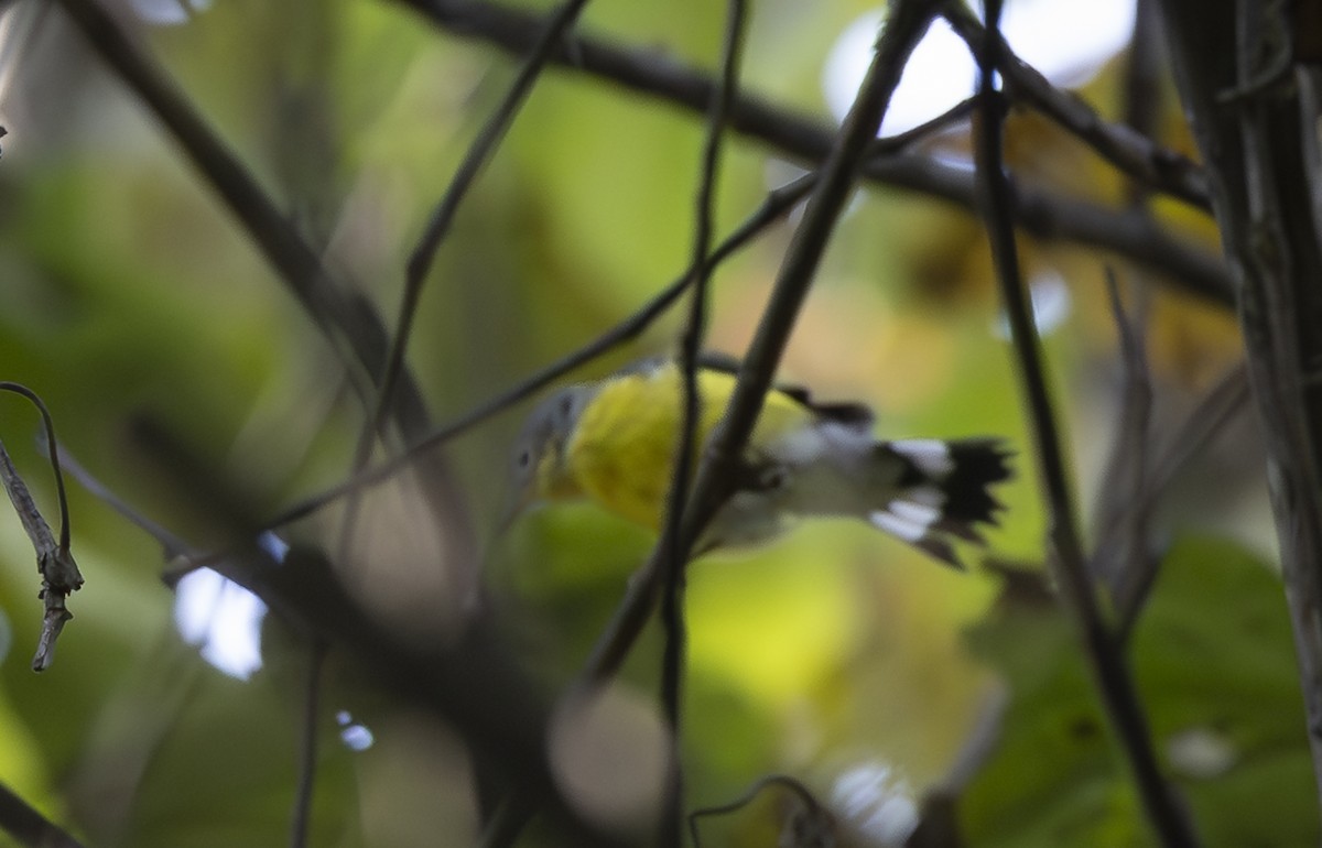 Magnolia Warbler - ML641944204