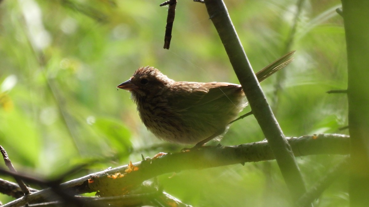 Song Sparrow - ML641944245