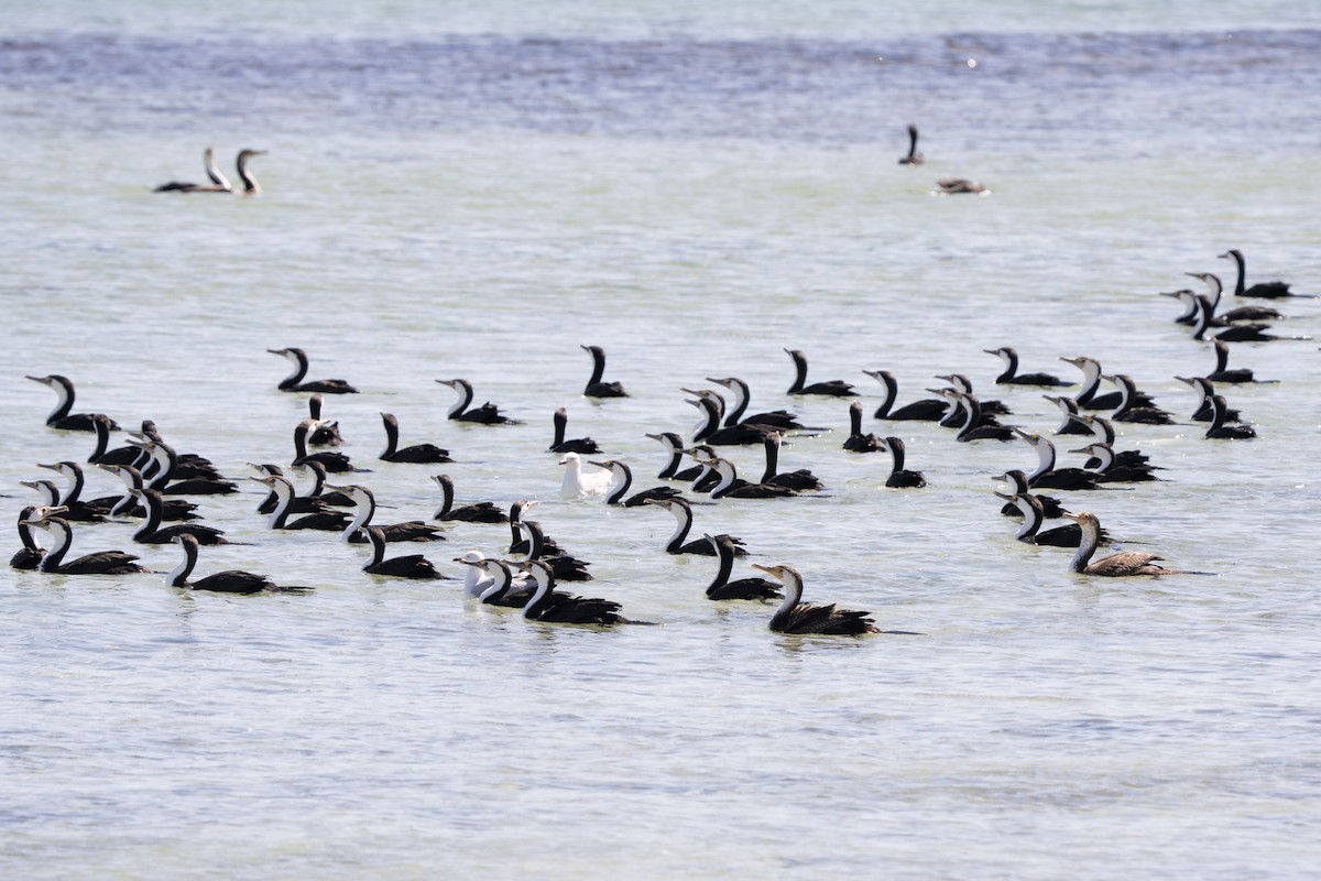Pied Cormorant - ML641944256