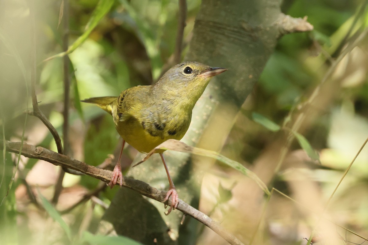 Mourning Warbler - ML641944260
