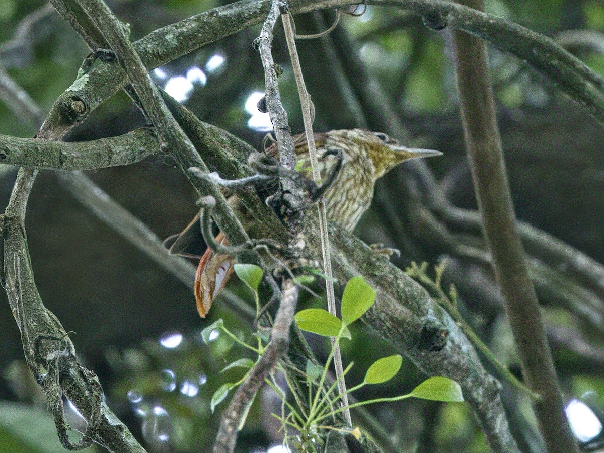 Pale-browed Treehunter - ML641944267
