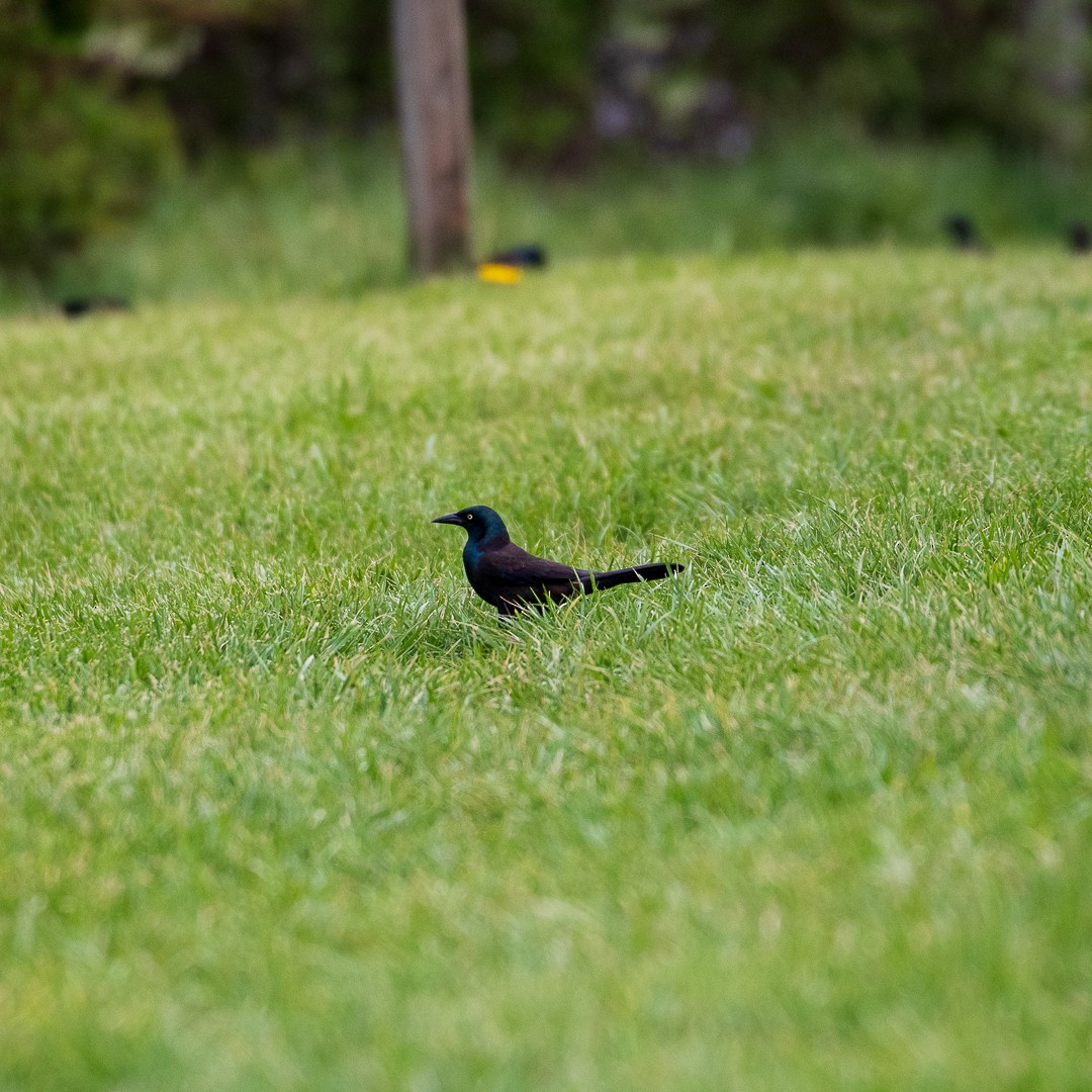 Common Grackle - ML641944271