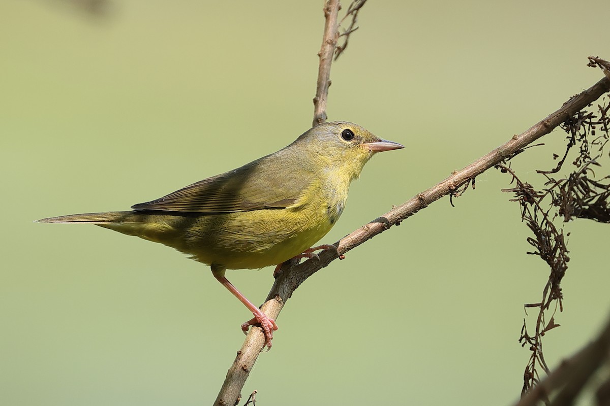 Mourning Warbler - ML641944288