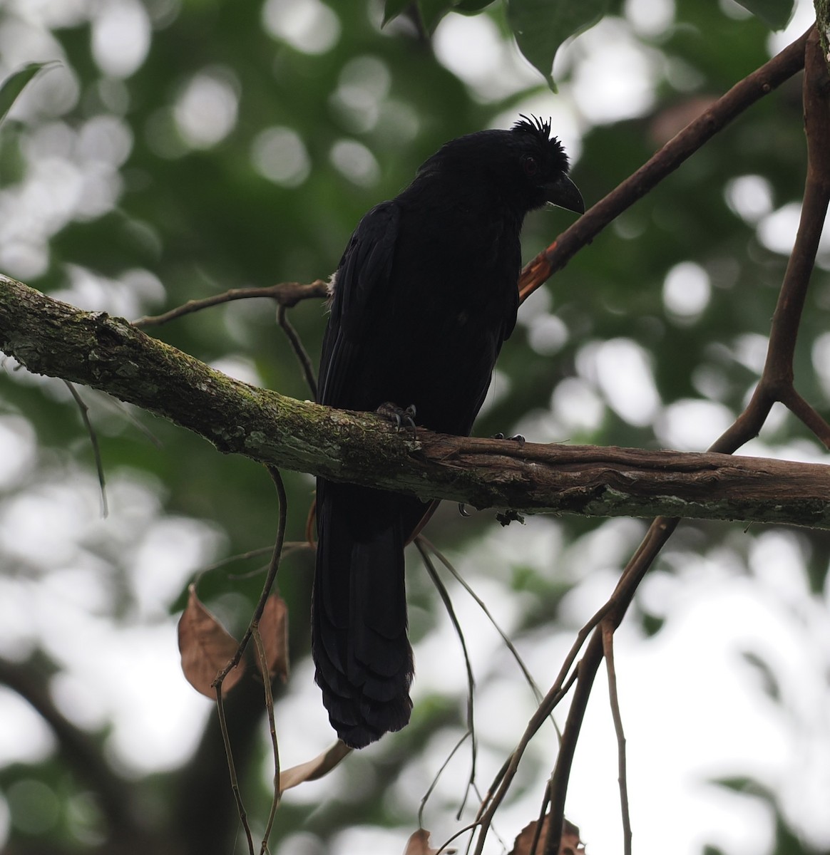 Bornean Black Magpie - ML641944289