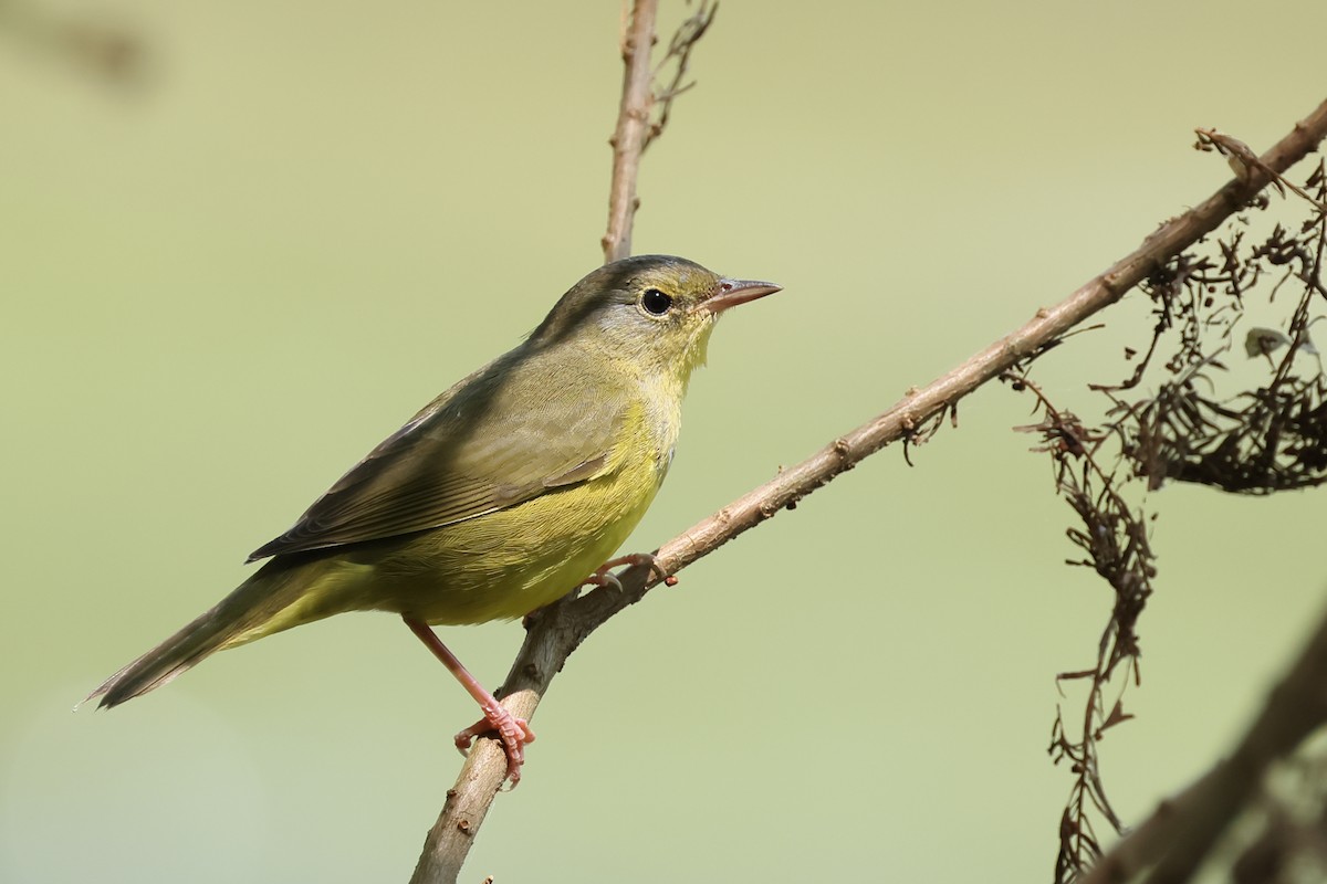 Mourning Warbler - ML641944290